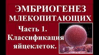 Эмбриология млекопитающих и человека. Ч.1. Классификация яйцеклеток и зигот.