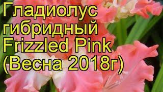 Гладиолус гибридный (Frizzled Pink). Краткий обзор, описание характеристик, где купить луковицы