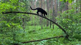 Luna the pantera in the Siberian jungle