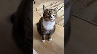 Привет от кота Васи