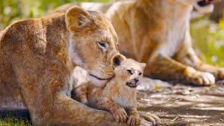 The Lion King Full Movie In Hindi Review & Facts | Donald Glover, Seth Rogen | Walt Disney Pictures