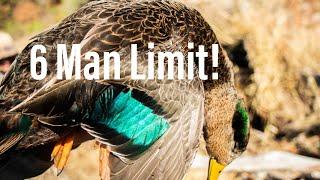 A RARE Hybrid and Greenies 6 Man Limit!!! || Iowa Waterfowl Hunting 2021