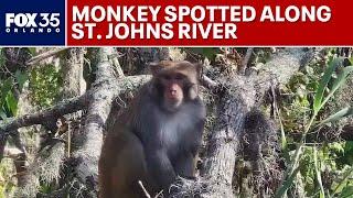 Florida man spots rhesus macaque monkey along St. Johns River