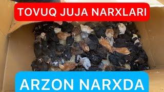 TOVUQ JUJALAR NARXI 19.04.2023 XORAZM BOGOT Biznes Tv