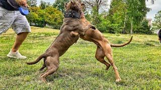 PIT BULL TERRIER VS. AMERICAN STAFFORDSHIRE TERRIER dog fight/ ЭТИ СОБАКИ НЕ МОГУТ БЕЗ ДРАК