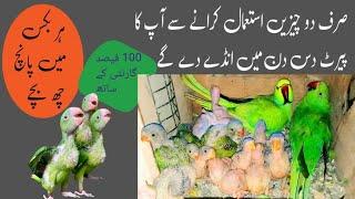 ringneck se breed lene ka tarika/breeding tips ringneck parrot