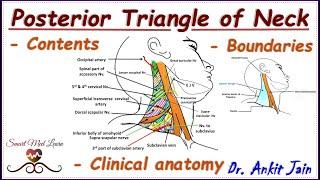 Posterior triangle of neck/ Anatomy/ Simplified - Boundaries, Contents & Clinical Anatomy