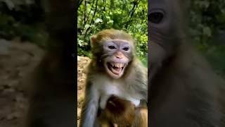 Nakal utarta hai bandar #trending #funny #comedy #bandar #shorts my chennal subscribe like please