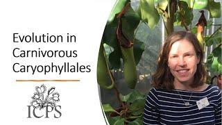 Carnivorous Plant Evolution