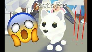 Трейды на Arctic Fox! - Adopt Me - Roblox - Sofia Star -