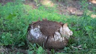 Giant Puffball Mushroom Exploding!