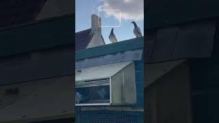 Racing Pigeon | Homer | Kabutar #pigeon #birds