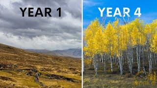 This Magic Yellow Tree Rapidly Restores Dead Land