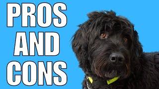 Portuguese Water Dog Pros And Cons (SHOCKING)