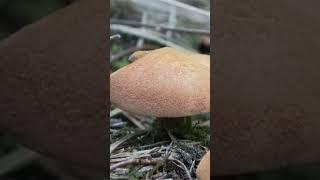 Маслёнок перечный (Chalciporus piperatus) short #shorts