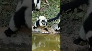 Unbelievable Nature Facts You Probably Didn't Know - Part 12 #sciencedaily #didyouknow #shorts