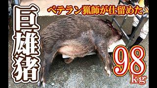 【猪猟】ベテラン猟師と巨雄猪 #猪猟 #犬 #犬動画 #狩猟 #有害鳥獣