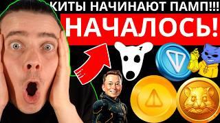 НАЧАЛОСЬ! ️MEM DOGS, NOTCOIN, HMSTR, CATS, X IMPIRE ️ КИТЫ ЗАПУСКАЮТ РАКЕТУ! ПАМП НЕИЗБЕЖЕН! НО...