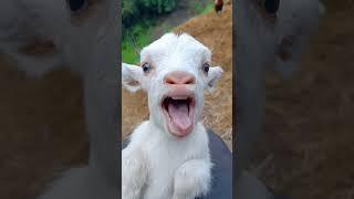 Goat Sound#viral #youtubeshorts #shorts #sound