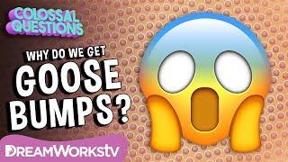 Why Do We Get Goose Bumps? | COLOSSAL QUESTIONS | Learn #withme