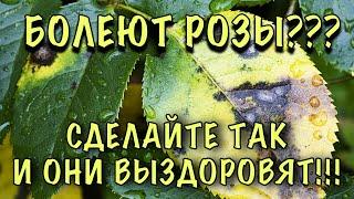 ЗАБОЛЕЛИ РОЗЫ? Хватит ЛИТЬ ПРЕПАРАТЫ ВПУСТУЮ! Сделайте ТАК и ОНИ ТОЧНО ВЫЗДОРОВЯТ!