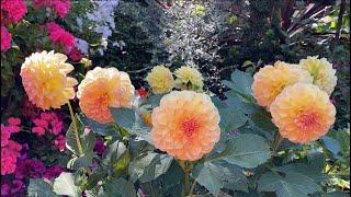 My Dahlia Seedling LONDON. Dahlias Grown From Seed