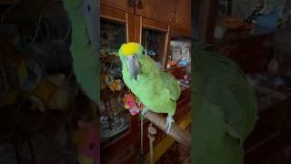 Амазон на присаде #попугай #birds #птицы #pets #parrot