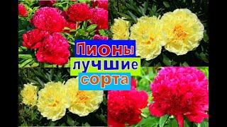 ПИОНЫ ЛУЧШИЕ СОРТА