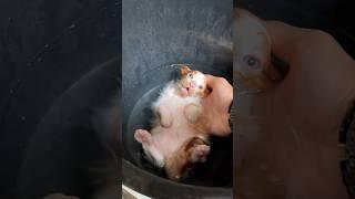 Cute kittens first bath #cat #kitten #cutecat #catlover