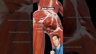 Doctor Explains: what is your pelvic floor?