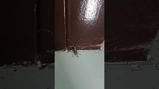 Trying to climb#shortsfeed #insects #viralshort #nature #bug #buglovers #animals #shorts #shortvideo