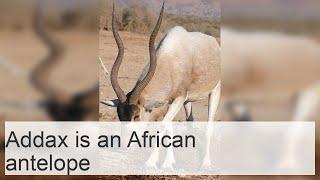 Addax is an African antelope