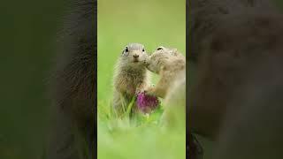 Cute gallery  video cute baby #cute #gallery #baby #video #viralvideo #amazing #shortfeed #animal