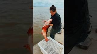 Fish Release into Sea ️ #trending #fish #shortvideo