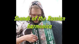 Sounds of the Russian harmonica  Beautiful melody - Sounds of the Russian harmonica