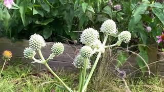 Zen Garden - Vibin’ At The Pollinator Party On Rattlesnake Master and Mountain Mint