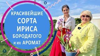 Красивейшие сорта ириса бородатого и их ароматы