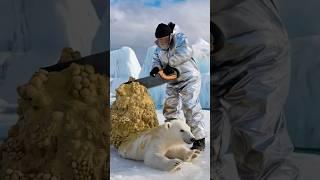 An old man saws a giant lump of dirt off a polar bear cub #polarbear