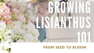 HOW TO GROW LISIANTHUS!