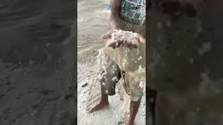 Do you like the Sand Pump Dredger Pump so much sand per hour ？ like pumping gold sand in the river