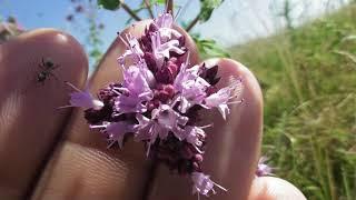 Origanum vulgare, wild marjoram