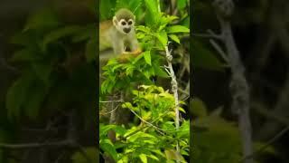 mischievous monkeys