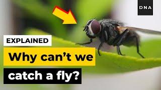 Explained | Why Can't we catch a Fly | Curious DNA