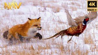Surviving Canada's Extreme Winter | Masters of Survival – Wild Animal Documentary