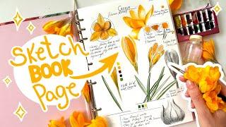 Sketchbook Study Page | Yellow Crocus