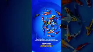 japanese koi kerala and Chennai. All india delivery  #fish #exoticaquariumfish #pondfish #koi