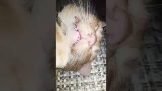 #animals #short #cat #catsoftiktok