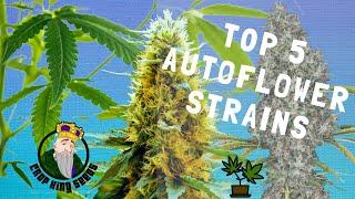 Top 5 High Yielding Autoflower Strains of 2022 (Crop King Seeds)