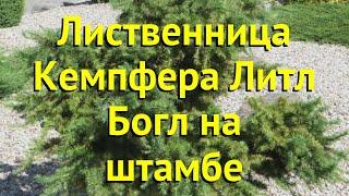 Лиственница кемпфера на штамбе Литл Богл. Краткий обзор, описание larix kaempferi Little Bagle