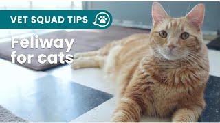 Feliway: How Does It Work? | PET CIRCLE